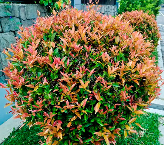 Arbusto cerezo de cepillo