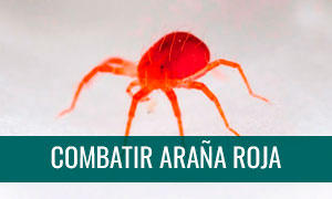 Combatir a la araña roja en bonsais