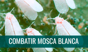 Combatir la mosca blanca en bonsais