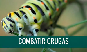 Combatir orugas en bonsáis