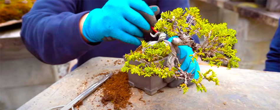 Trasplantando un bonsai junípero