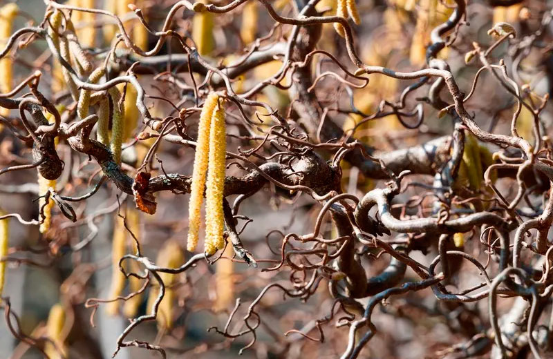 Avellano tortuoso - corylus avellana contorta