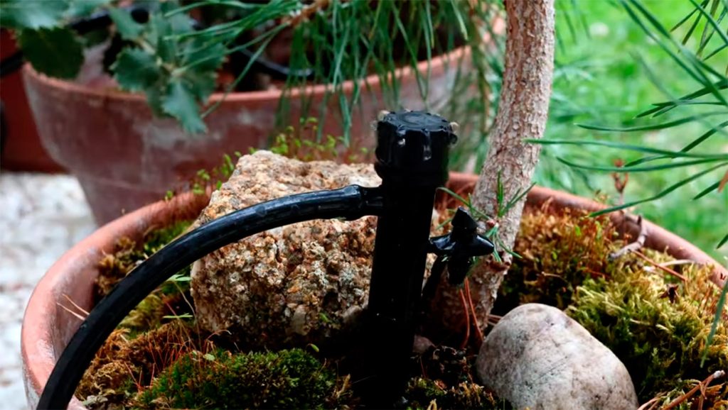 Riego automatico a pino