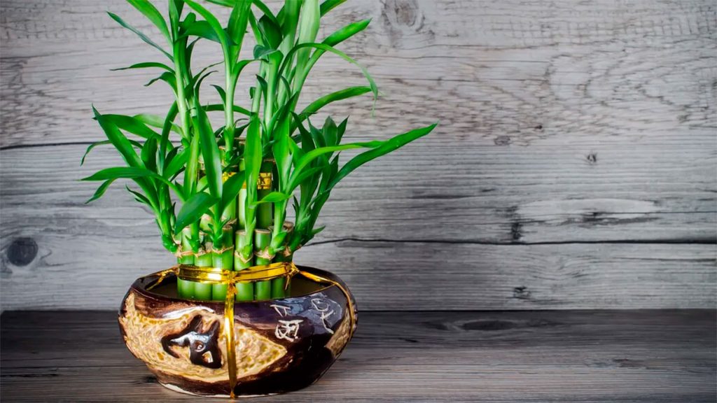 Dracaena sanderiana