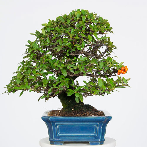 Bonsai de espino de fuego - Pyracantha