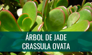 Ficha de bonsái árbol de jade