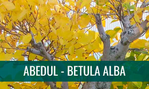 Ficha bonsai abedul