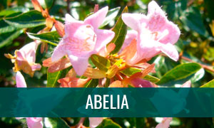 Ficha de bonsai abelia