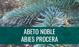 Ficha bonsái abeto noble