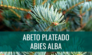 Ficha de bonsái abies alba o abeto plateado