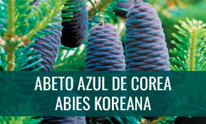 Ficha bonsái abies koreana