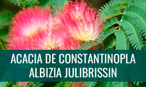 Ficha bonsái acacia de constantinopla