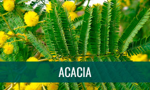 Ficha de bonsái de acacia