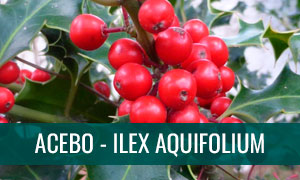 Ficha de bonsai acebo ilex aquifolium