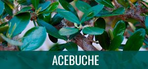 Ficha bonsai acebuche