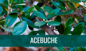 Ficha bonsai acebuche