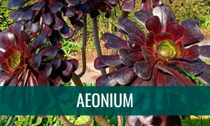 Ficha bonsái aeonium