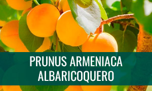 Ficha bonsái albaricoquero - prunus armeniaca