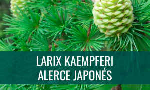 Ficha bonsái larix kaempferi - alerce japonés
