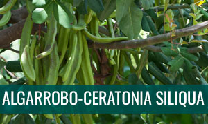 Ficha bonsai algarrobo - ceratonia siliqua