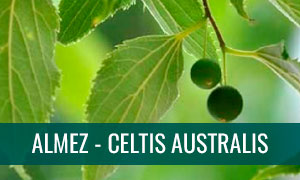 Ficha bonsai almez - celtis australis