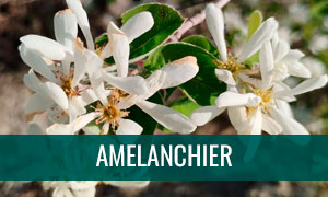Ficha bonsai amelanchier