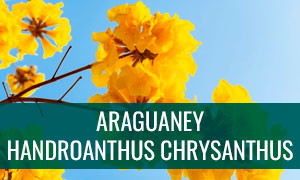 Ficha bonsai araguaney