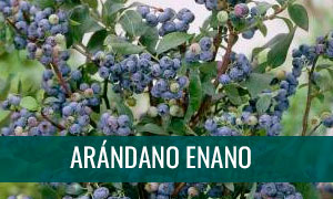 Ficha bonsai arandano enano