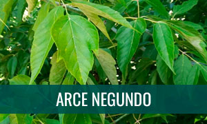 Ficha bonsai arce negundo - acer negundo