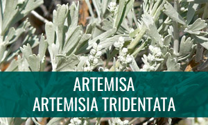 Ficha bonsái artemisa - artemisia tridentata