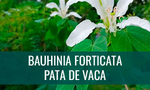 Ficha bonsái pata de vaca