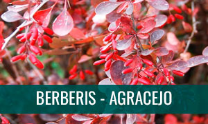 Ficha bonsai berberis - agracejo
