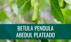 Ficha bonsái betula pendula