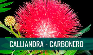 Ficha bonsai calliandra