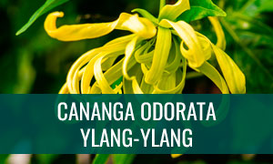 Ficha bonsái ylang-ylang-cananga-odorata