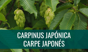 Ficha bonsái carpinus japonica