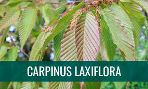 Ficha de bonsái carpinus laxiflora