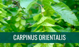 Ficha bonsai carpe oriental - carpinus orientalis