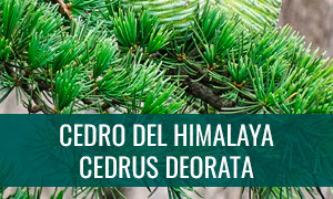 Ficha bonsái cedro del himalaya - cedrus deorata
