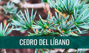 Ficha bonsái cedro del Líbano