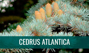 ficha bonsai cedrus atlantica