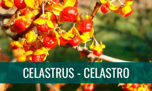 Ficha bonsai celastrus - celastro