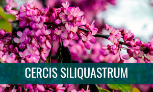 Ficha bonsái Cercis siliquastrum