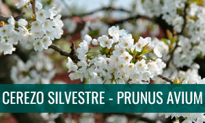 ficha bonsai cerezo silvestre - prunus avium