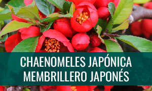 Ficha bonsai chaenomeles japónica - Membrillero japonés