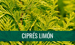 Ficha bonsái de ciprés limón
