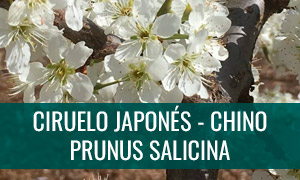 Ficha bonsai prunus salicina