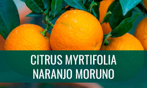 Ficha bonsai de citrus myrtifolia - Naranjo moruno