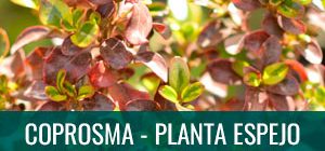 Ficha bonsái coprosma - planta espejo - brillantisima