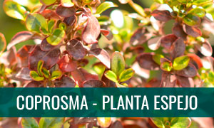 Ficha bonsái coprosma - planta espejo - brillantisima